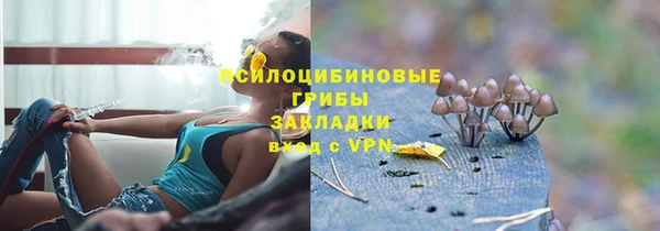 прущие грибы Вязьма